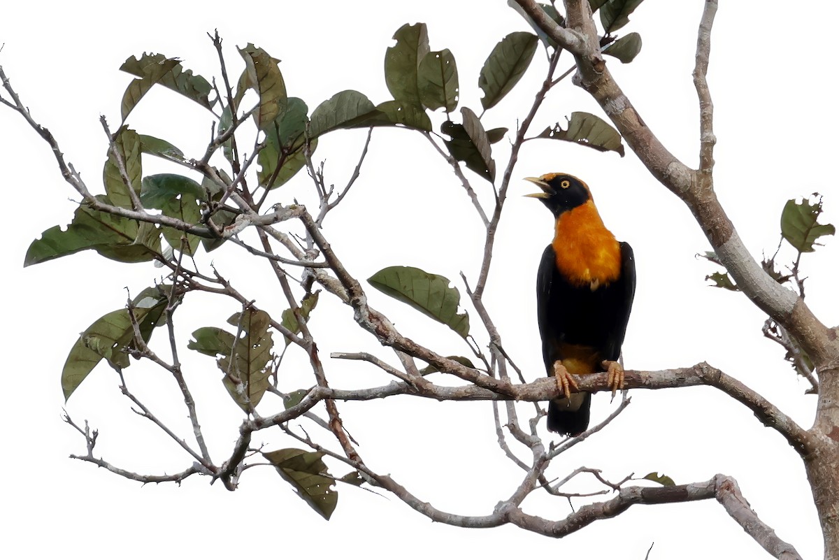 Orangeatzel - ML647429125