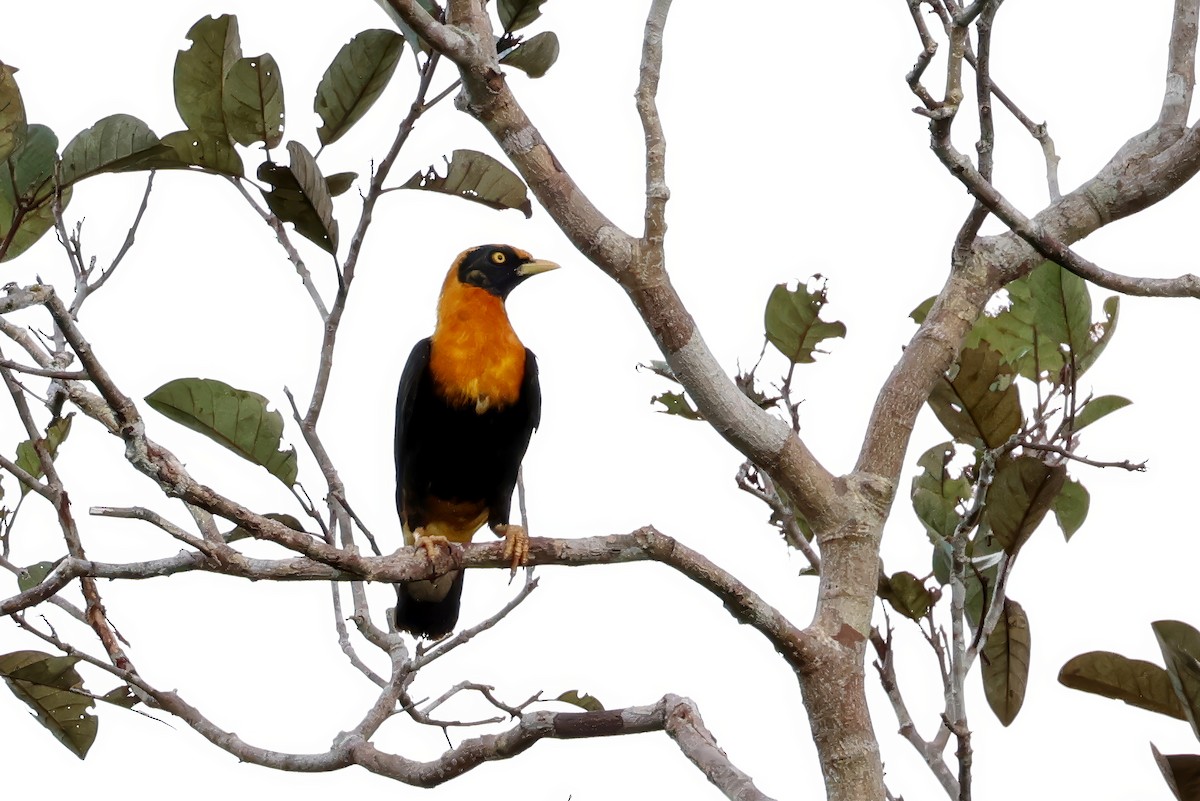 Orangeatzel - ML647429134