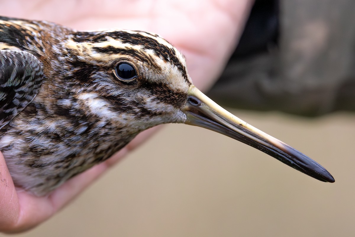 Agachadiza Chica - ML647429172