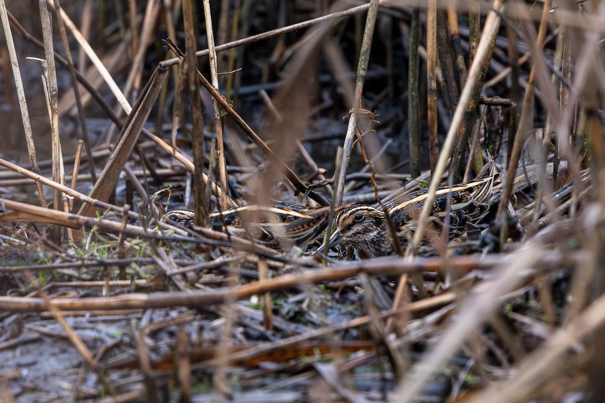 Agachadiza Chica - ML647429173