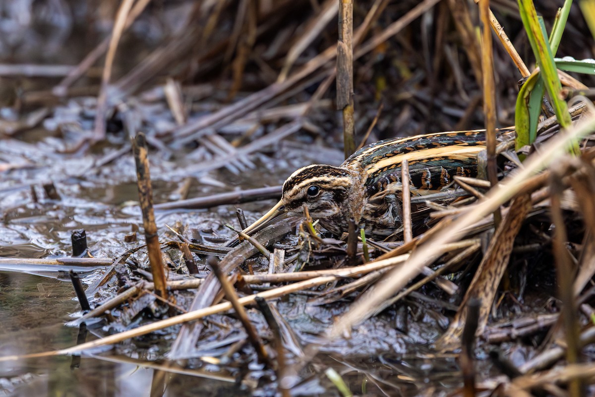 Agachadiza Chica - ML647429174