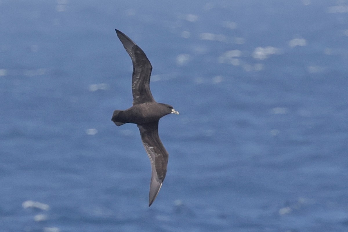 Белогорлый буревестник - ML647429214