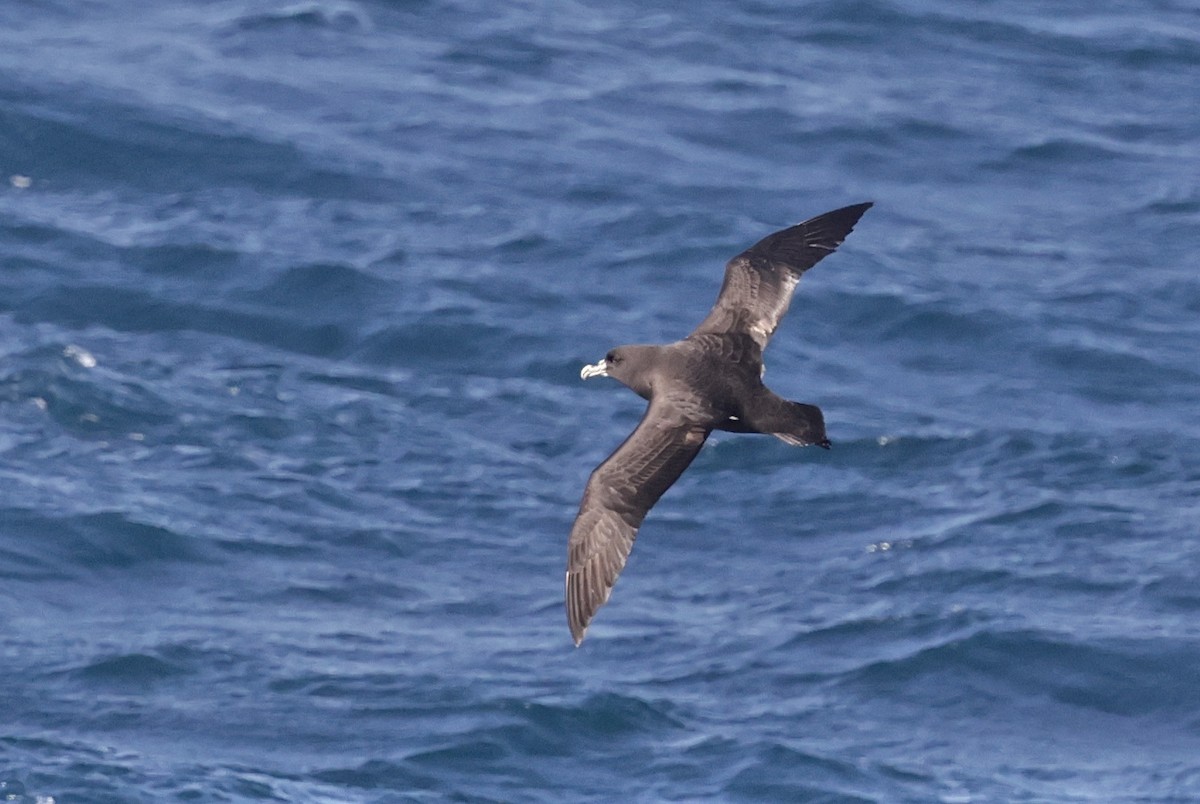 Белогорлый буревестник - ML647429215