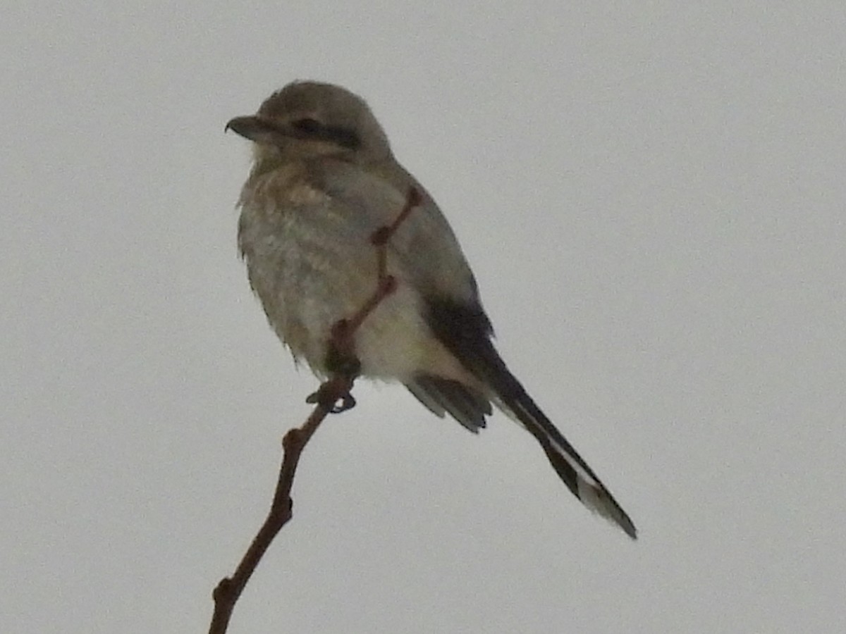 ťuhýk severní - ML647429239