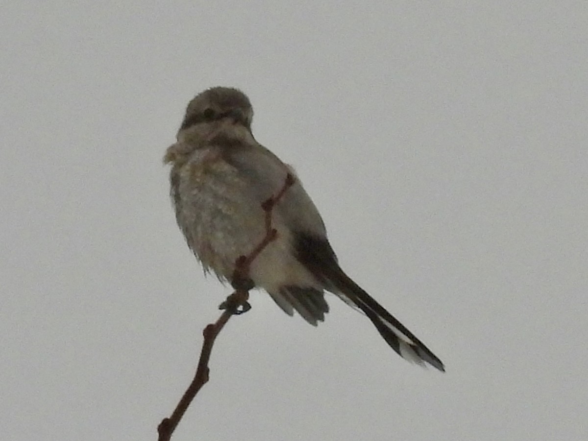 ťuhýk severní - ML647429240