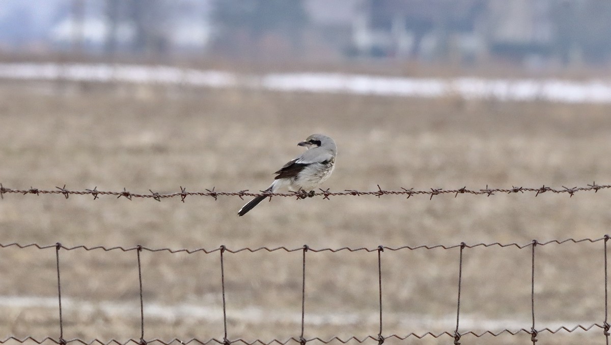 ťuhýk severní - ML647429249