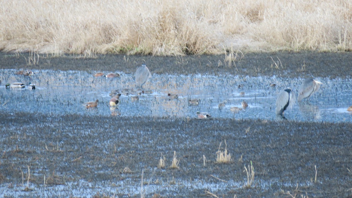 Great Blue Heron - ML647429273