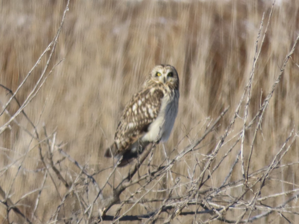 Short-eared Owl - ML647429311