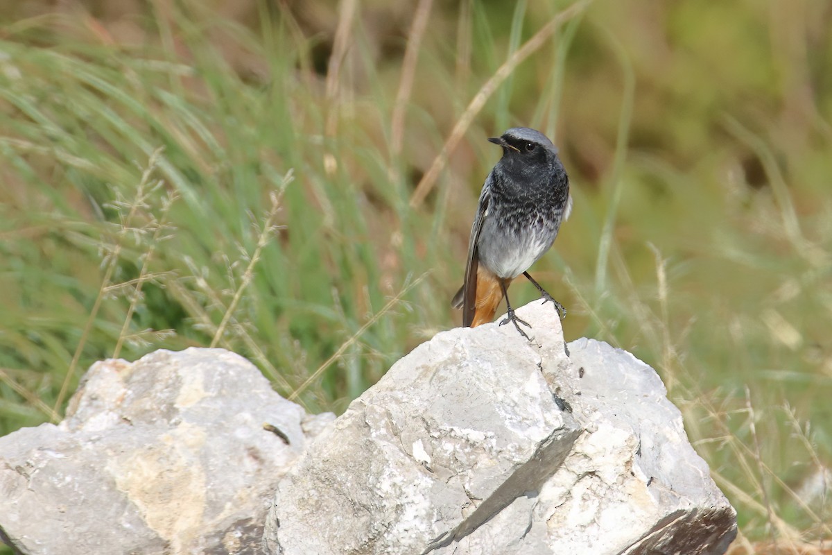 Black Redstart (Western) - ML647429313