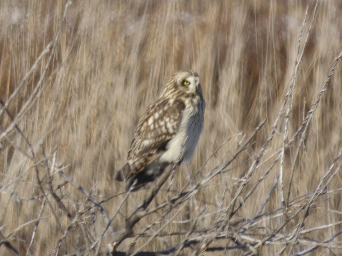 Short-eared Owl - ML647429315