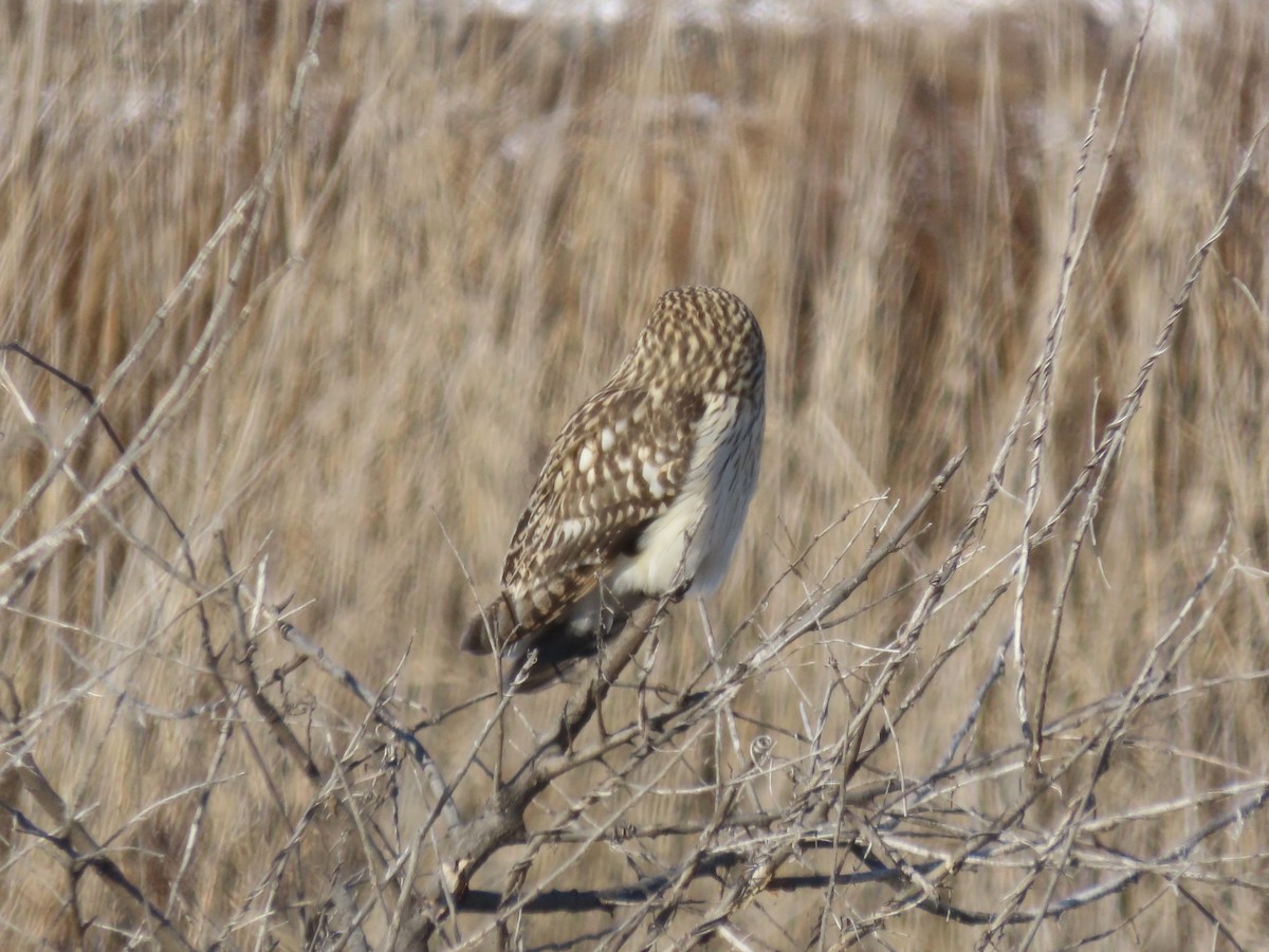 Short-eared Owl - ML647429316