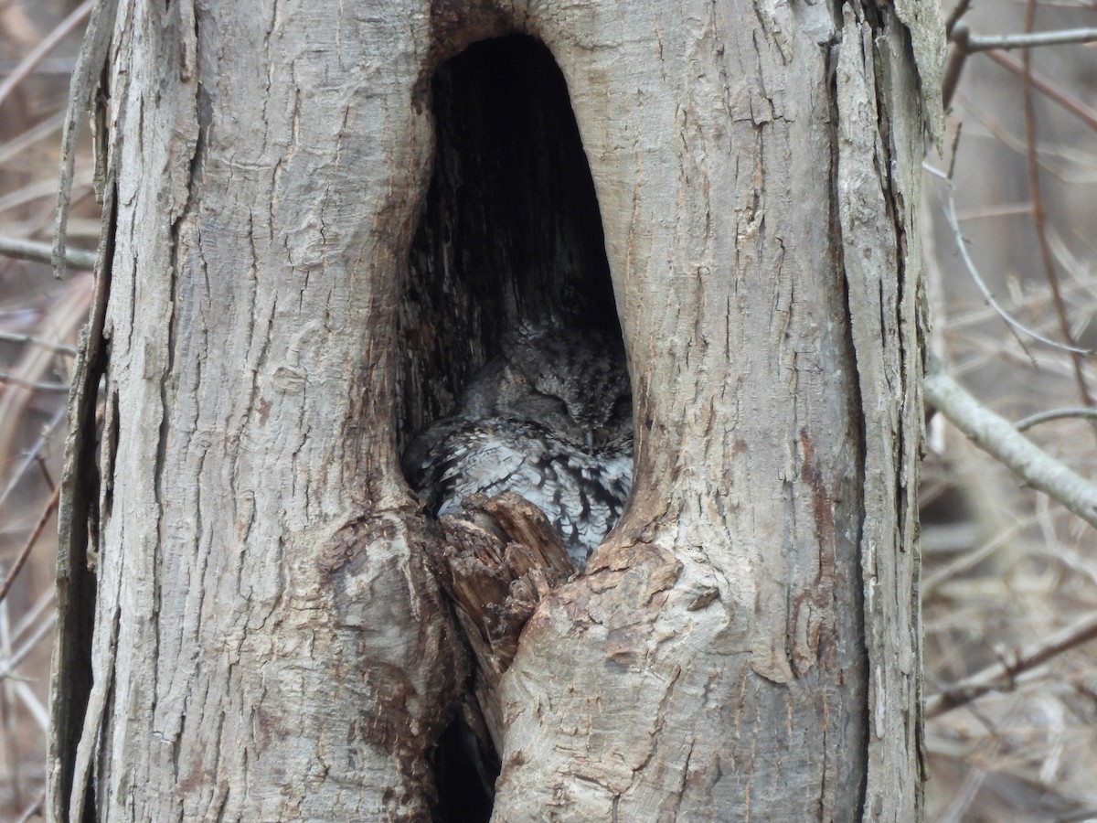 Eastern Screech-Owl - ML647429323