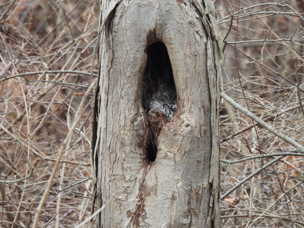 Eastern Screech-Owl - ML647429324