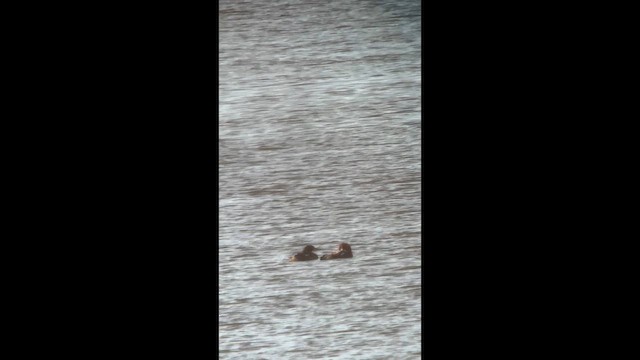 מרגון בינוני - ML647429337