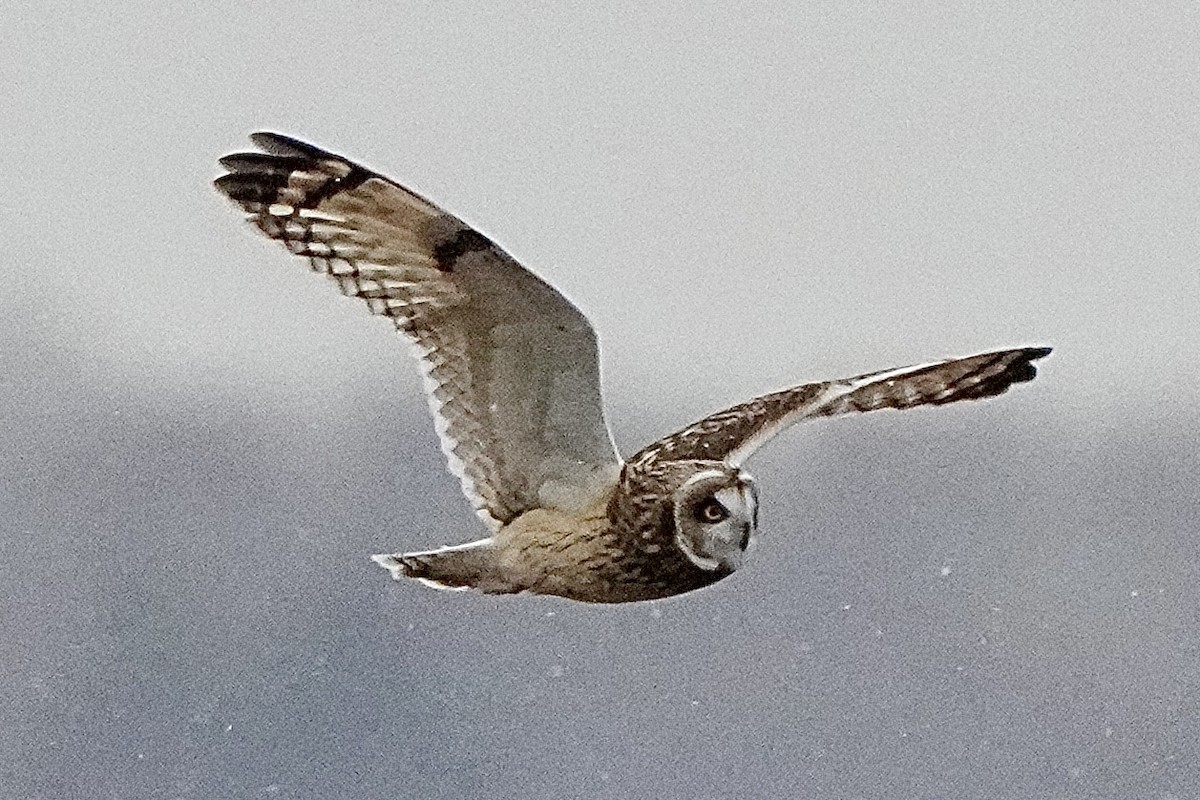 Short-eared Owl - ML647429338