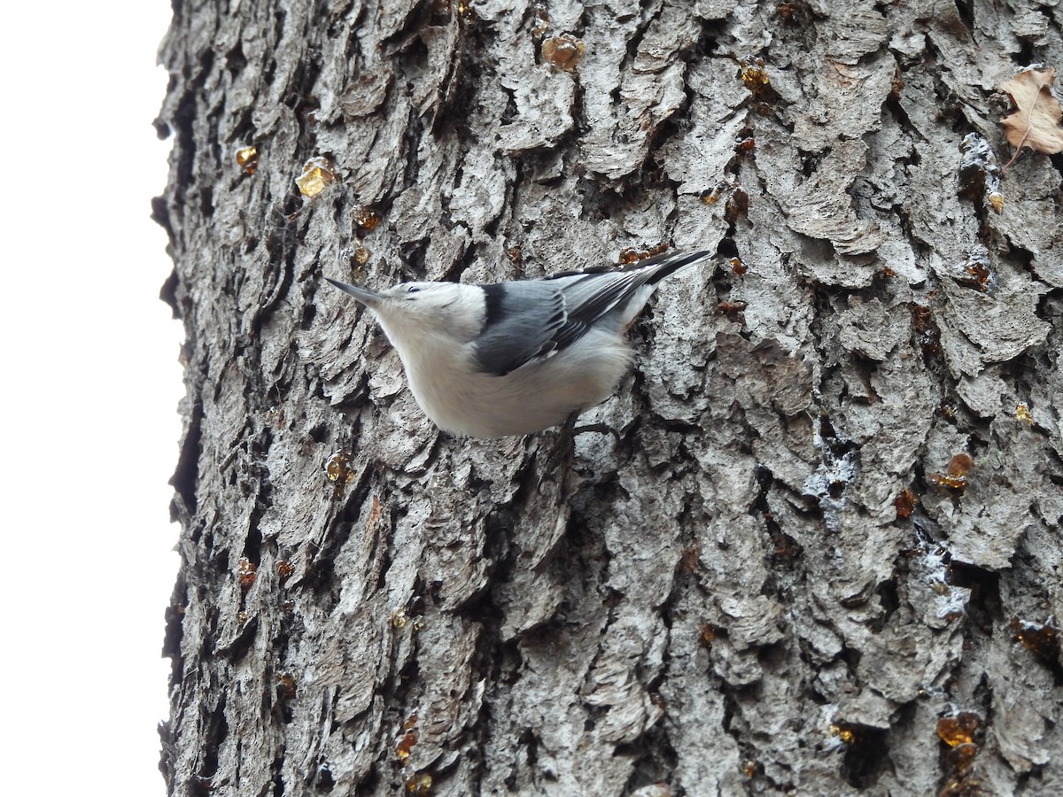 White-breasted Nuthatch - ML647429340