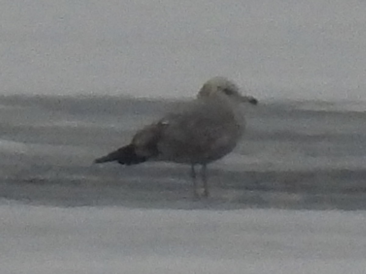 чайка sp. - ML647429354