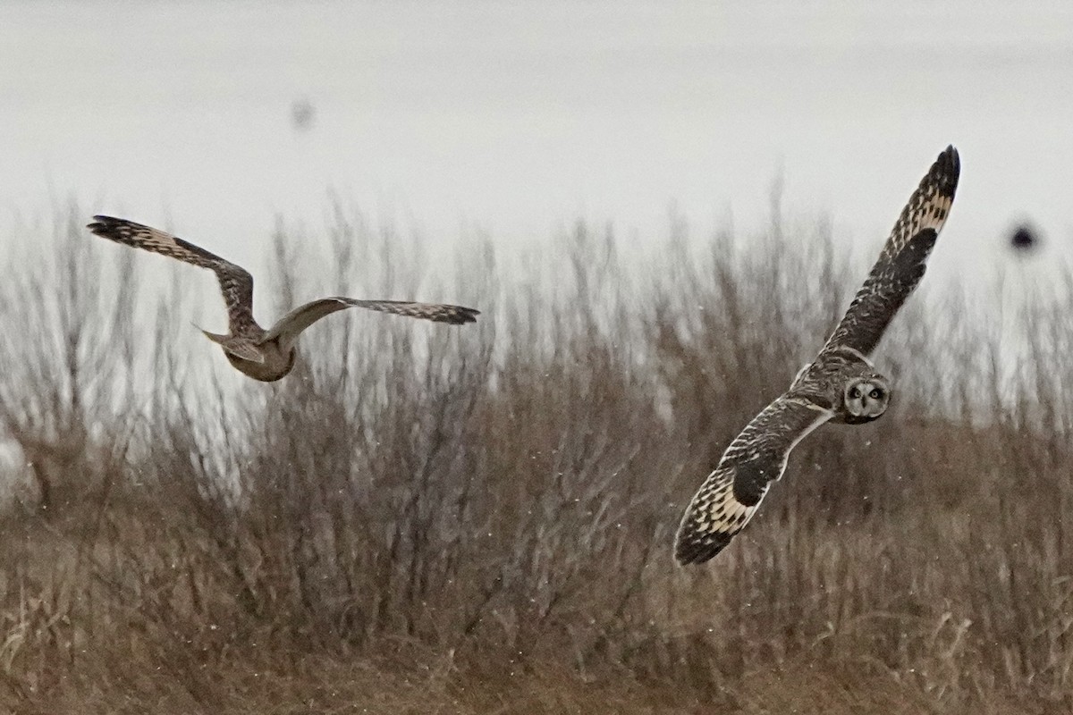 Short-eared Owl - ML647429368