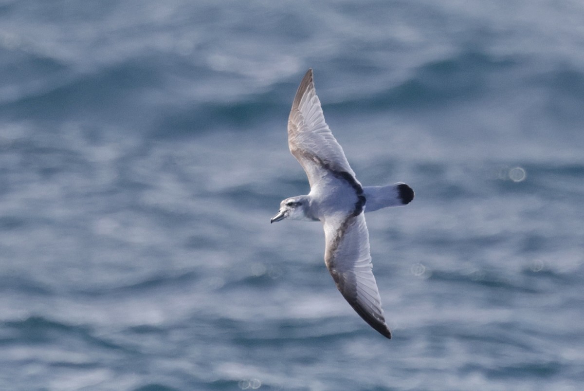 Ширококлювый прион - ML647429376