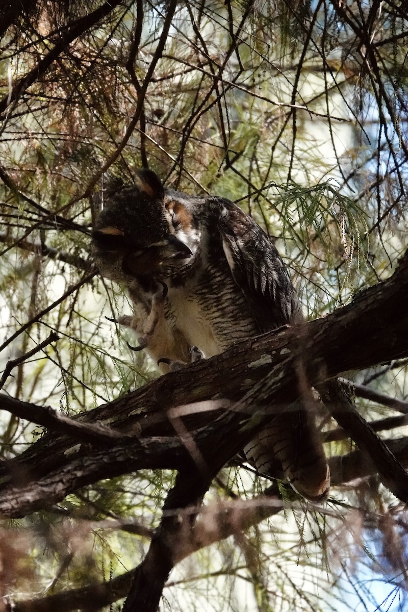 Great Horned Owl - ML647429377