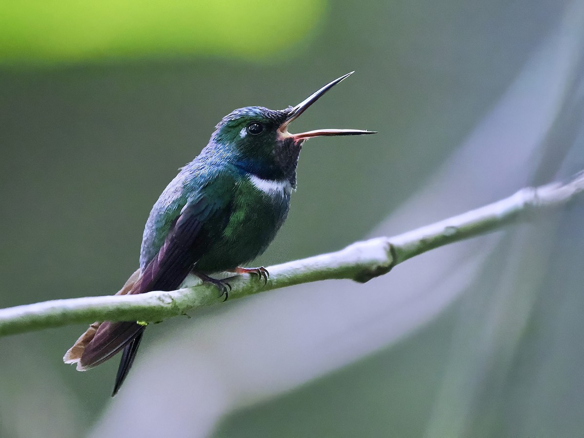 White-throated Daggerbill - ML647429378