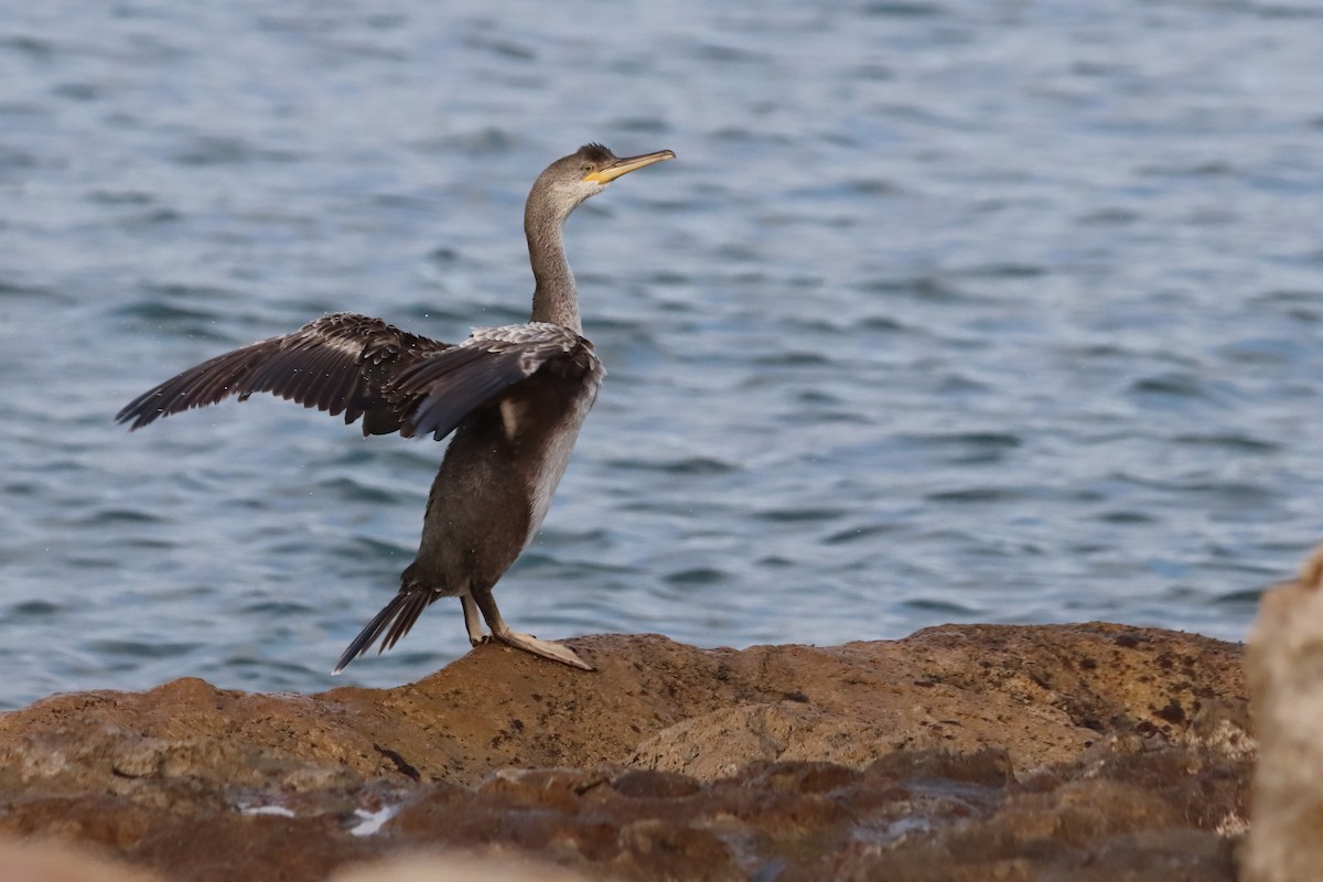European Shag (Mediterranean) - ML647429382