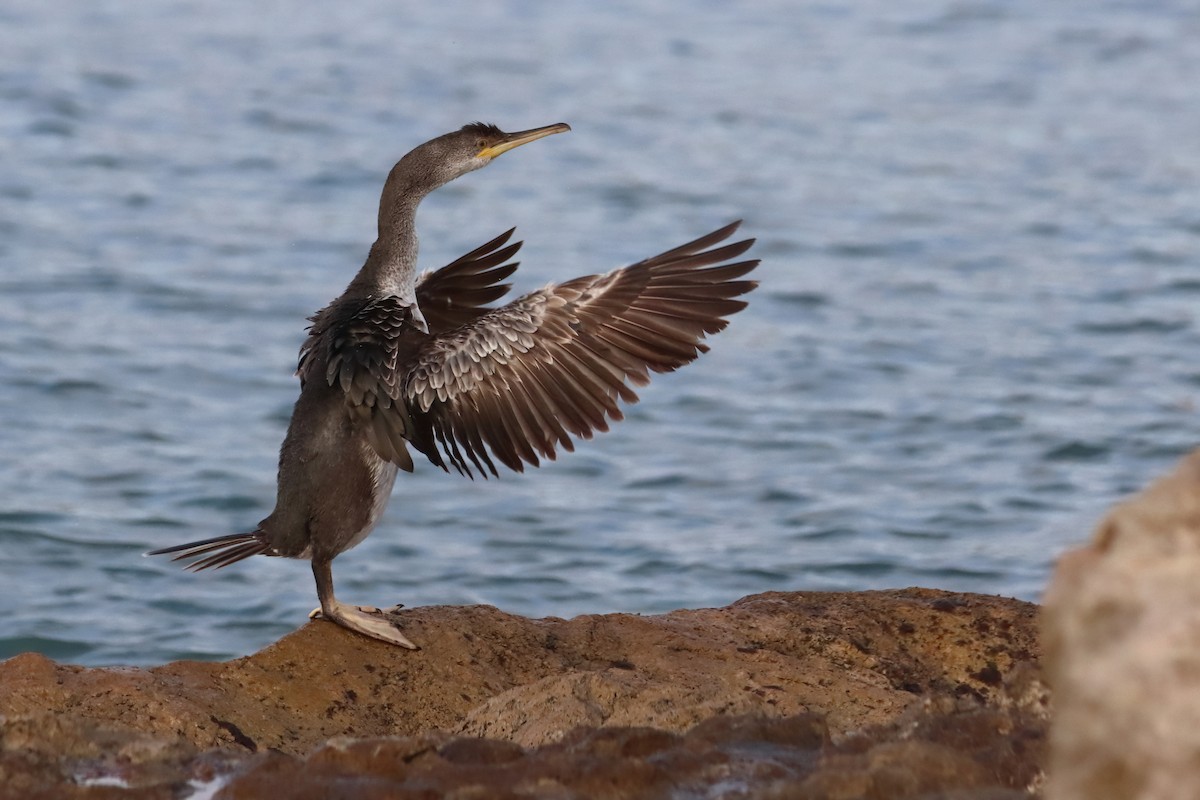 European Shag (Mediterranean) - ML647429383