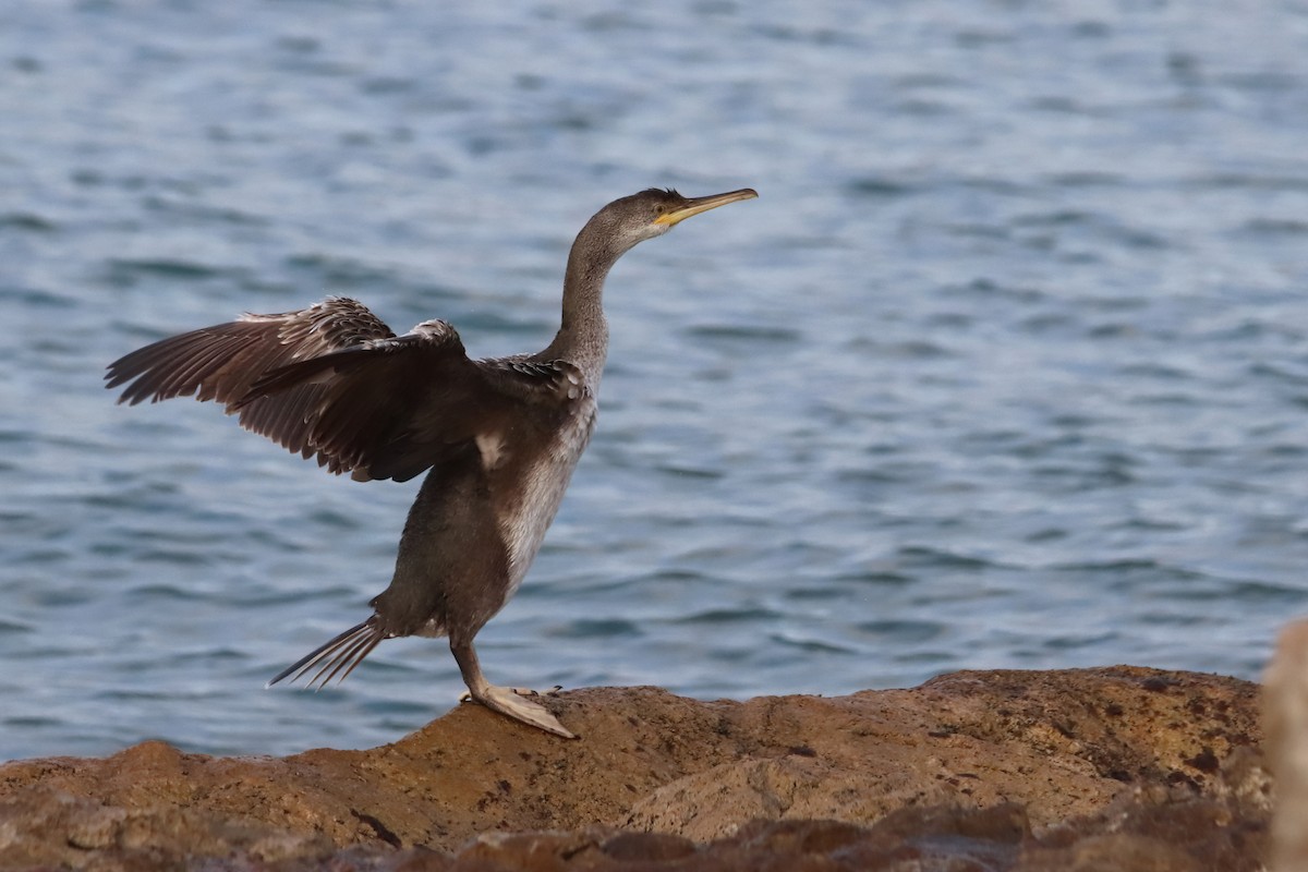 European Shag (Mediterranean) - ML647429384