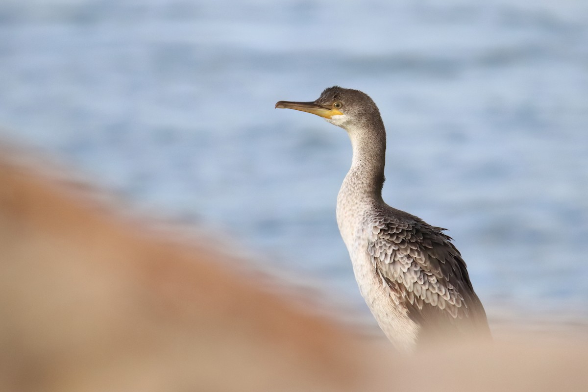 European Shag (Mediterranean) - ML647429385