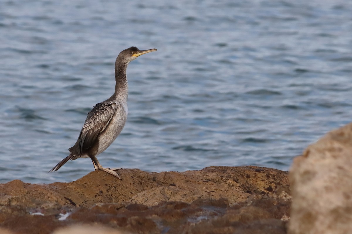 European Shag (Mediterranean) - ML647429387