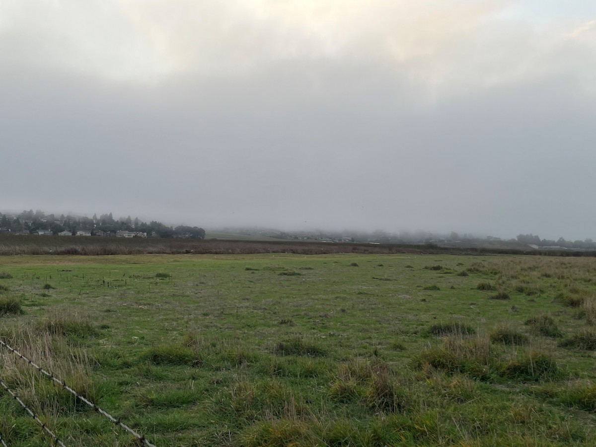 White-tailed Kite - ML647429391