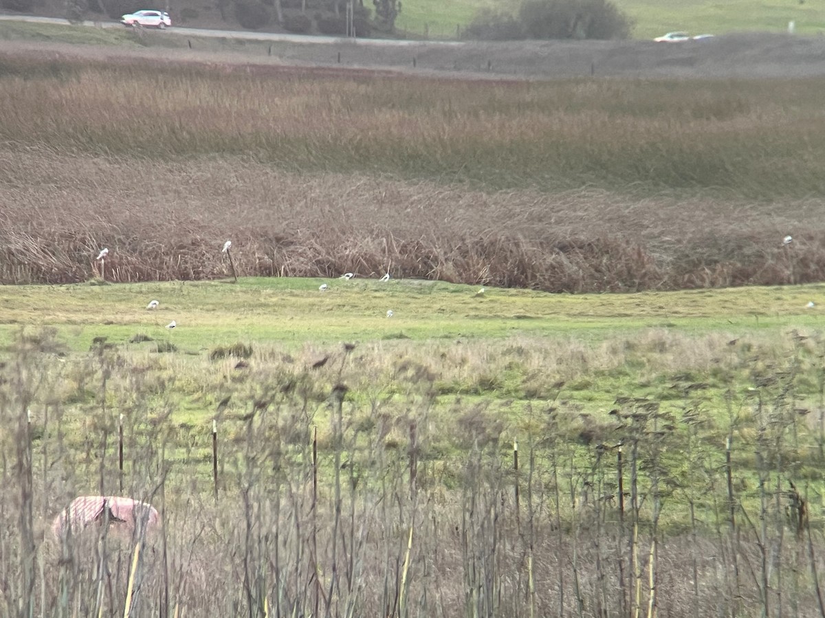 White-tailed Kite - ML647429392