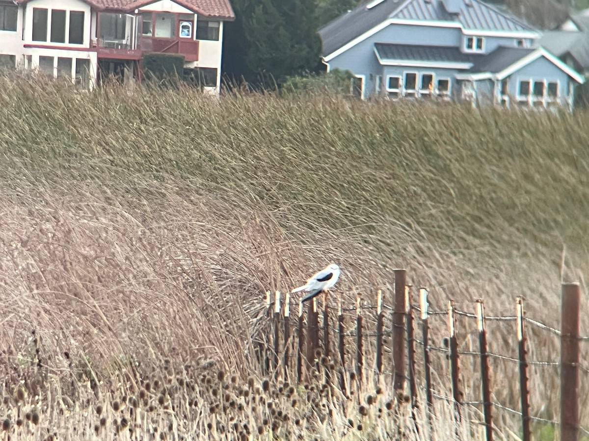 White-tailed Kite - ML647429393