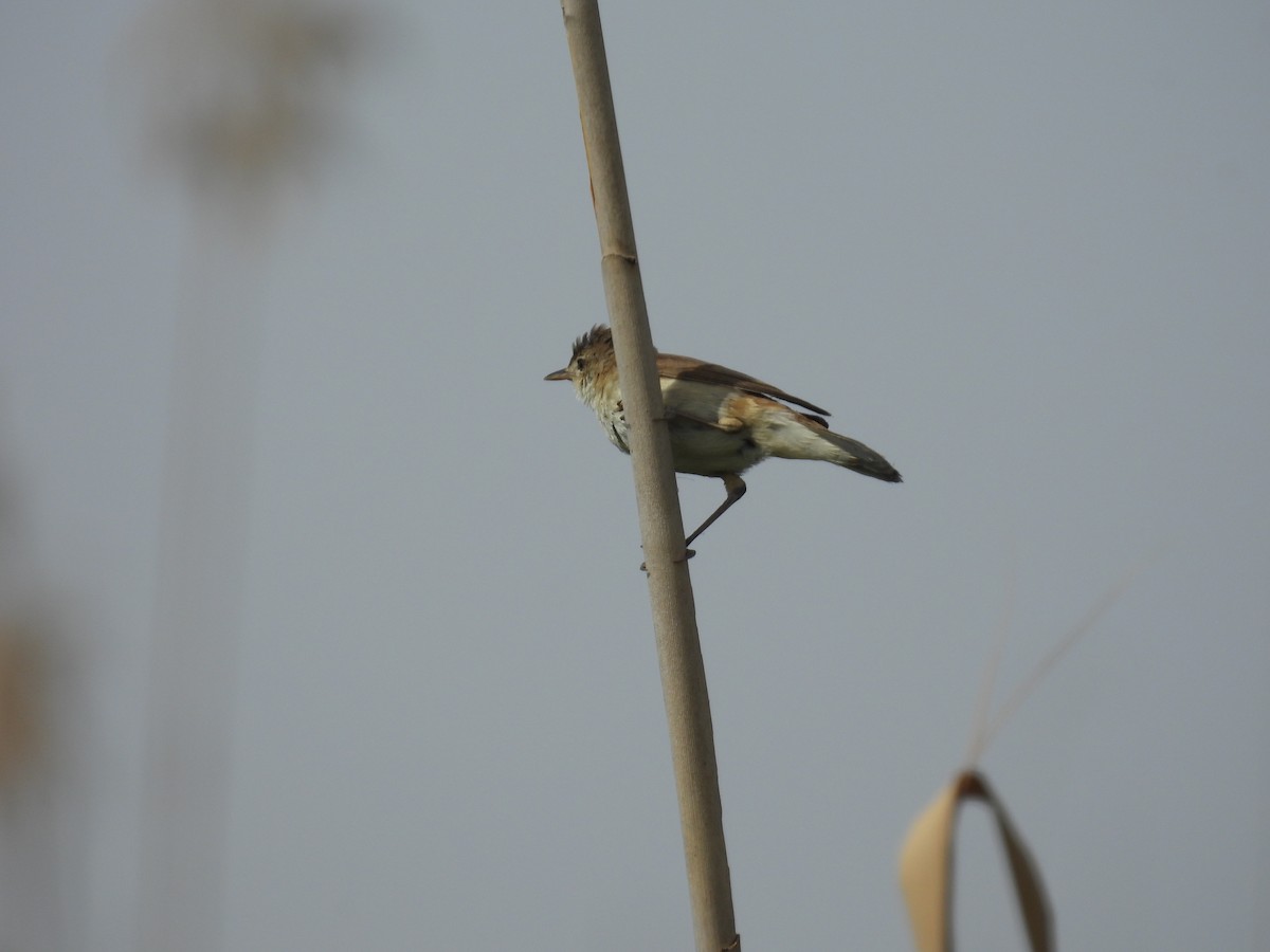 Common Reed Warbler - ML647429394