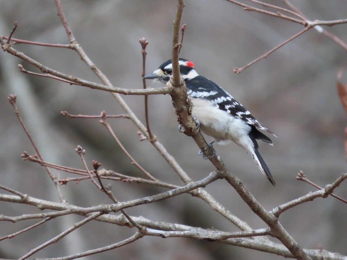Downy Woodpecker - ML647429396