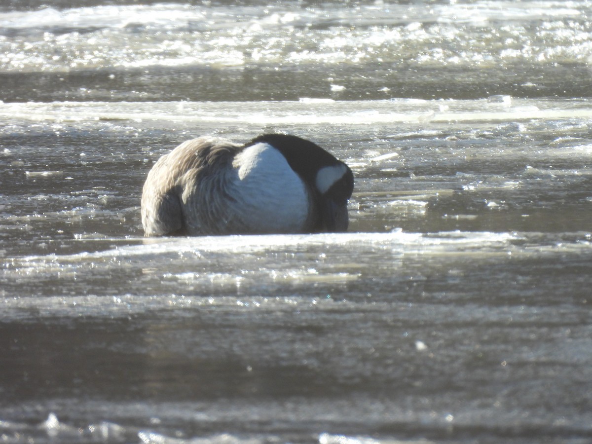 Canada Goose - ML647429397
