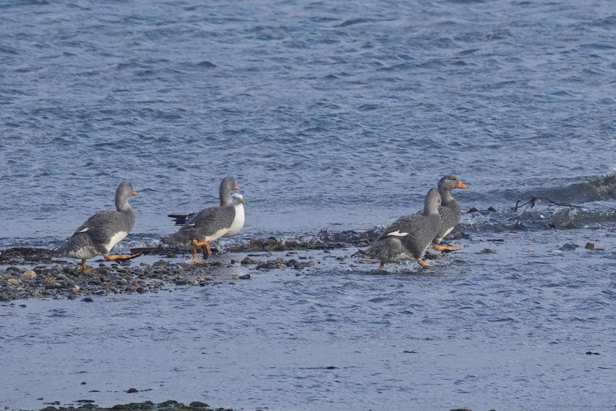 Flightless Steamer-Duck - ML647429399