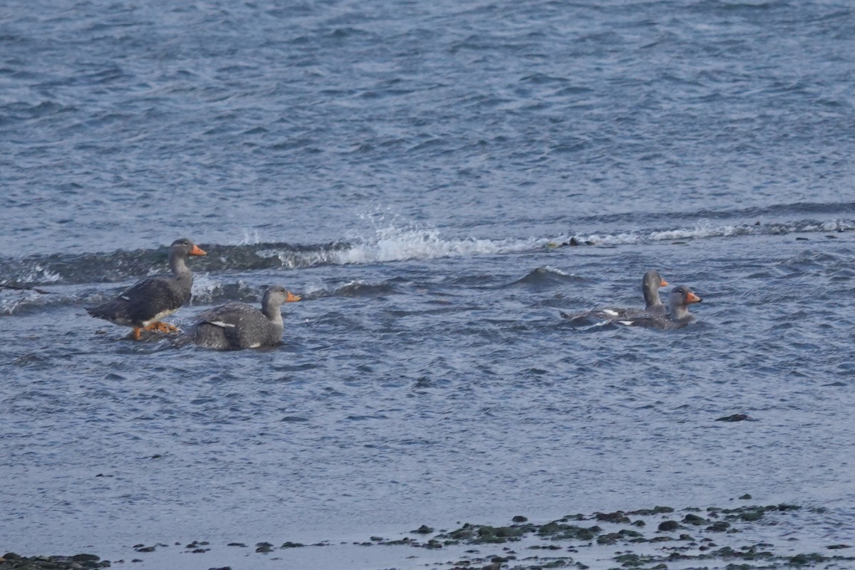 Flightless Steamer-Duck - ML647429400