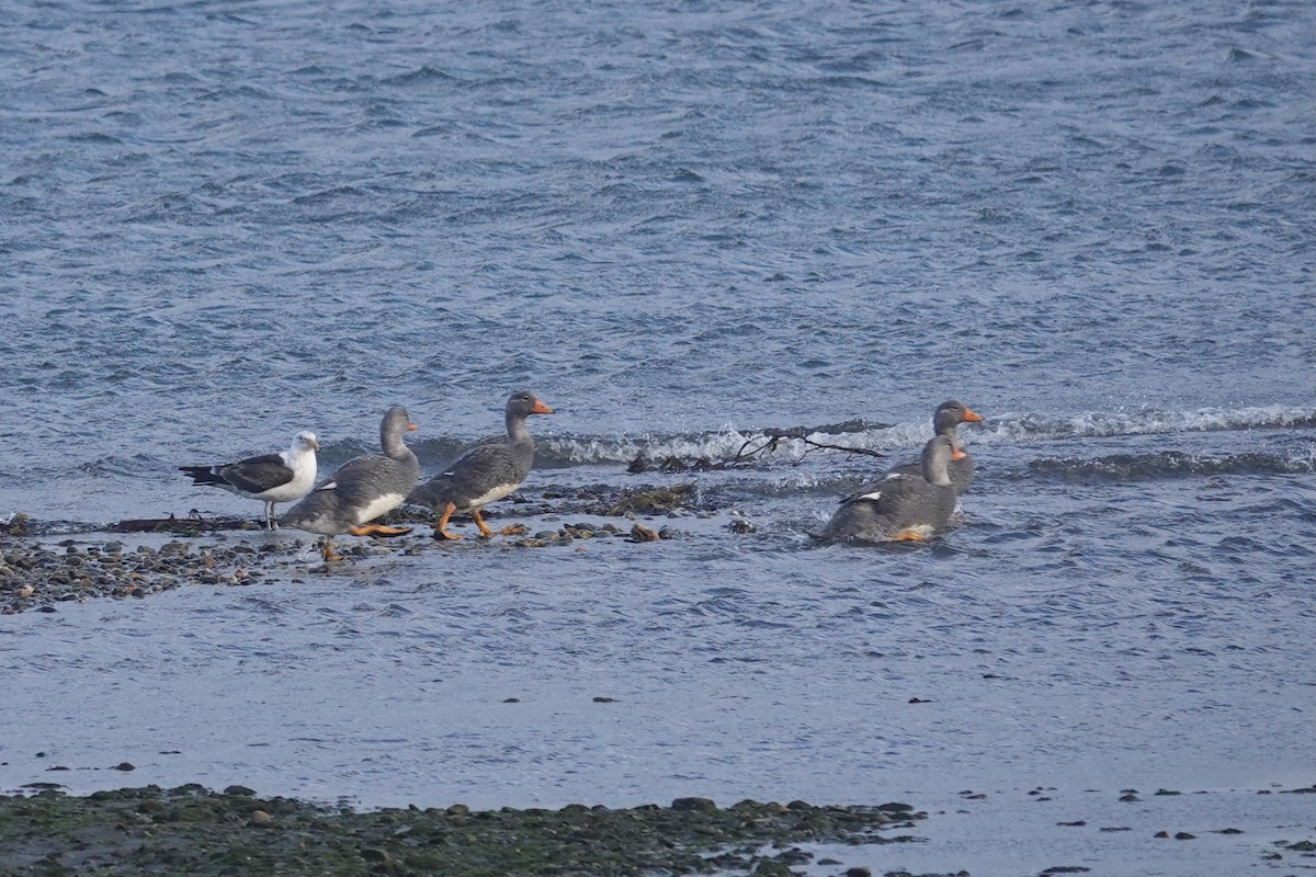 Flightless Steamer-Duck - ML647429401