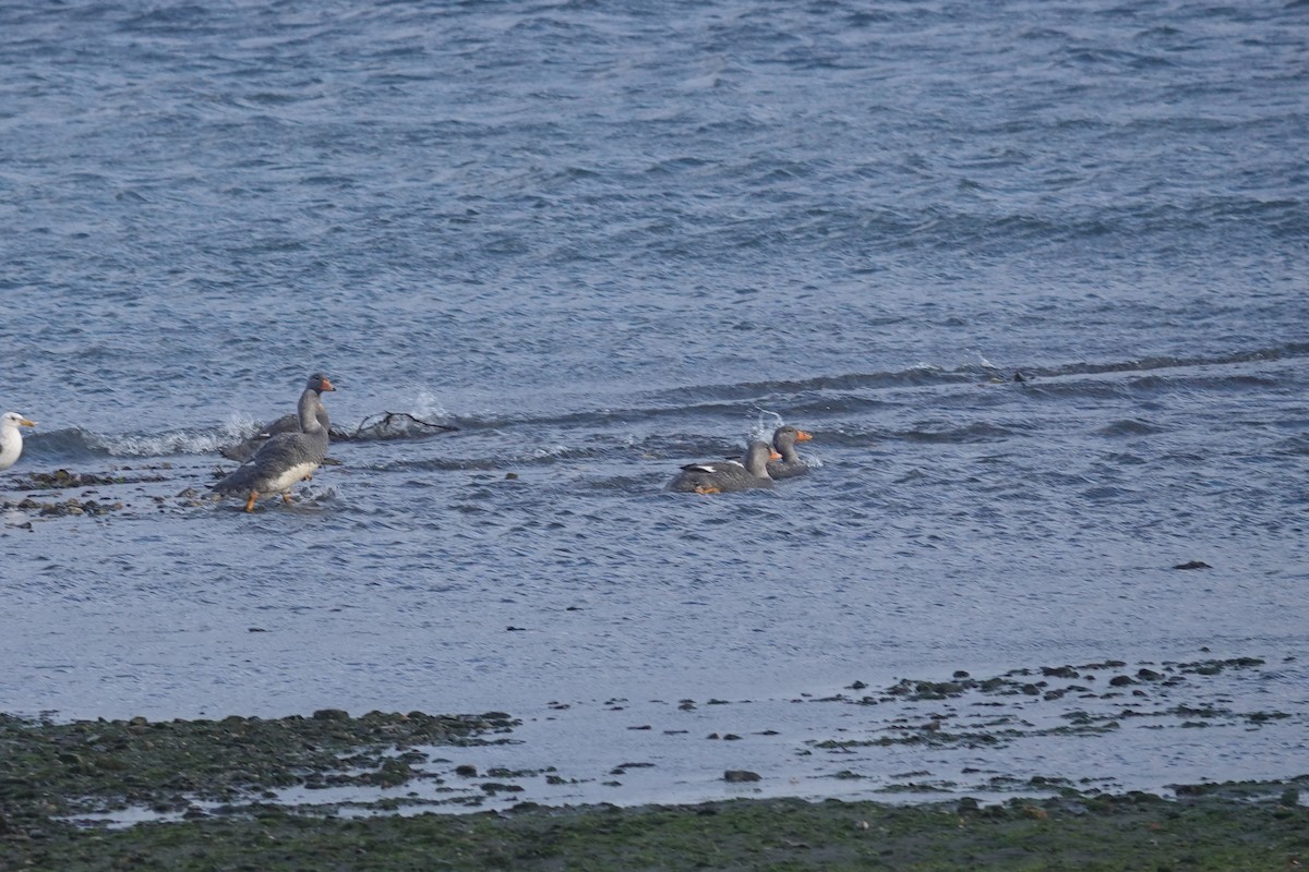 Flightless Steamer-Duck - ML647429402