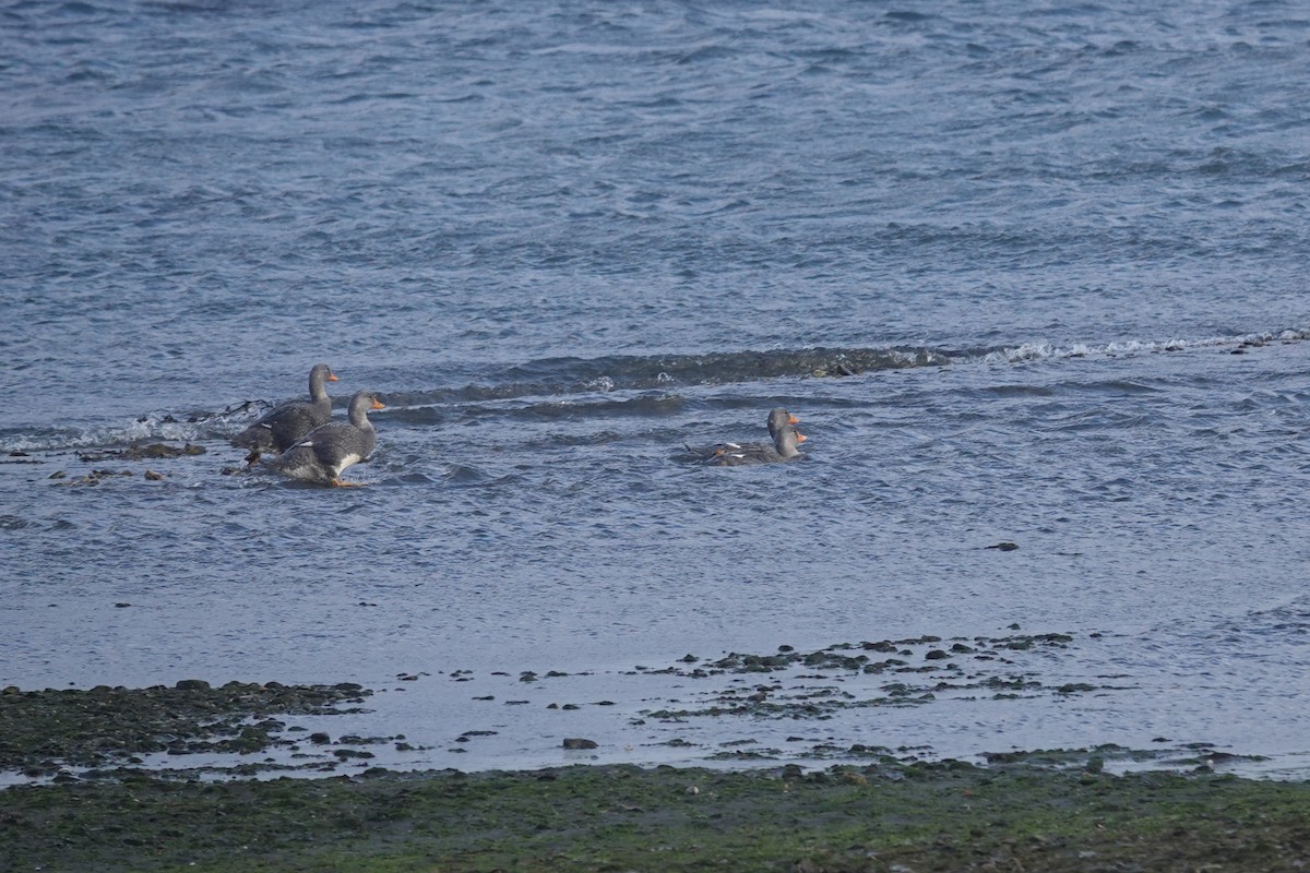 Flightless Steamer-Duck - ML647429403