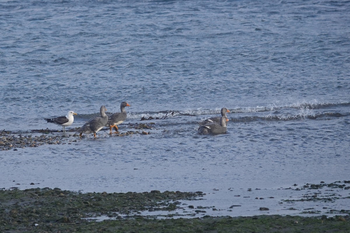 Flightless Steamer-Duck - ML647429404