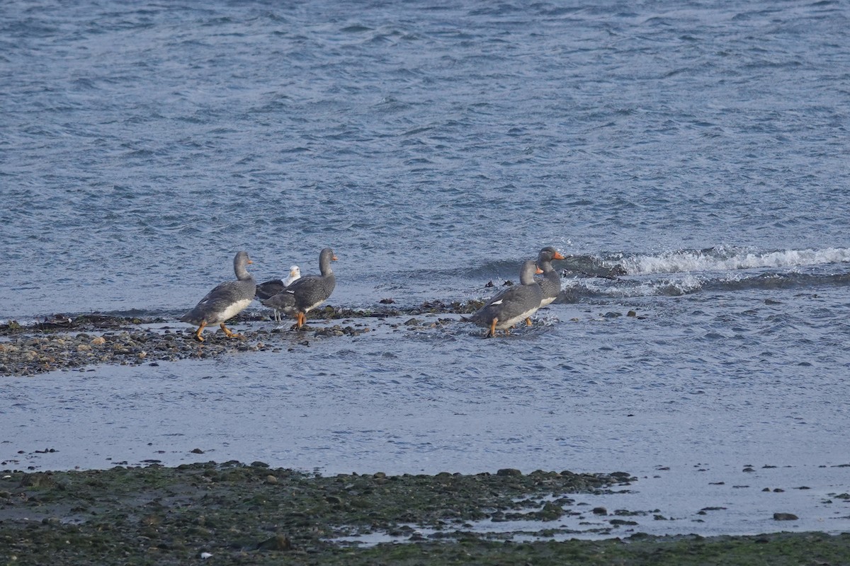 Flightless Steamer-Duck - ML647429405