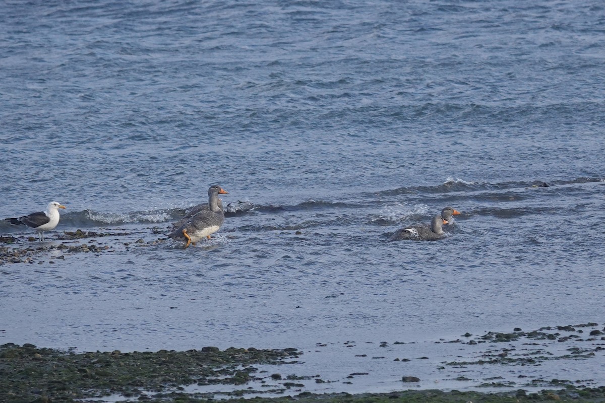 Flightless Steamer-Duck - ML647429406