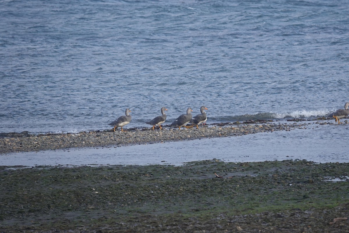 Flightless Steamer-Duck - ML647429407