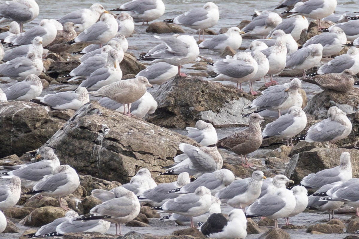 Glaucous Gull - ML647429408