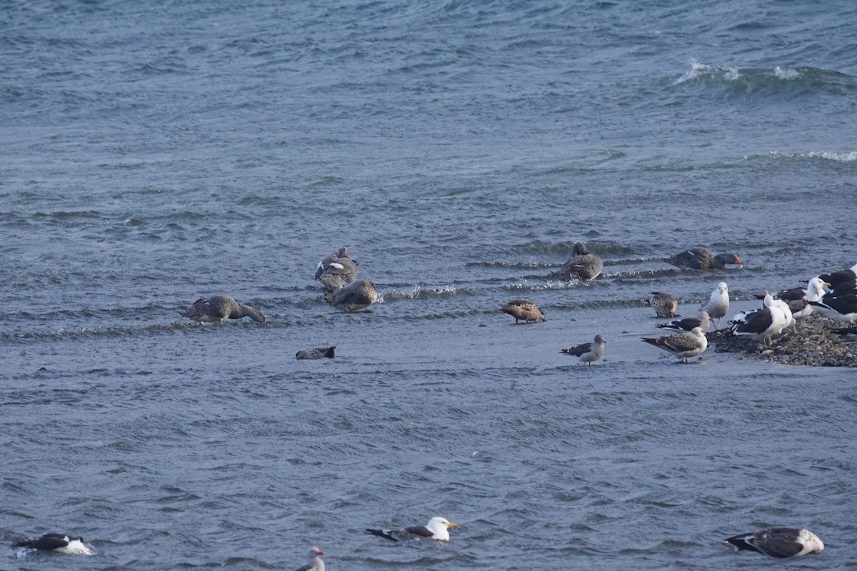 Flightless Steamer-Duck - ML647429411