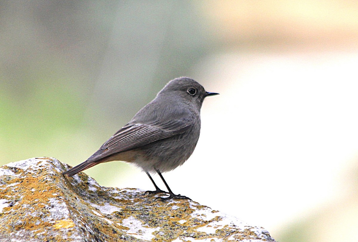 Black Redstart - ML647429412