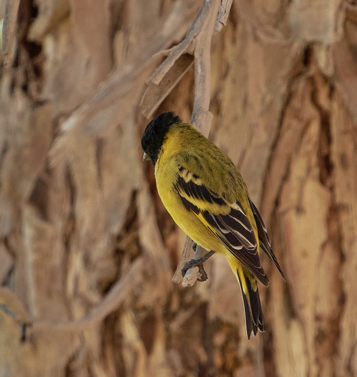 Hooded Siskin - ML647429414