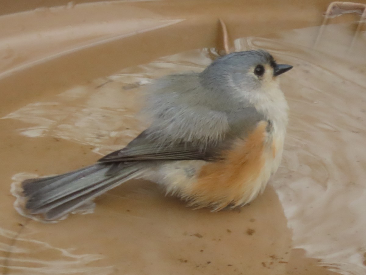 Tufted Titmouse - ML647429416
